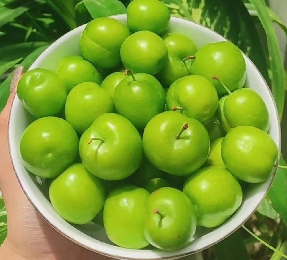 إكسترا فريش