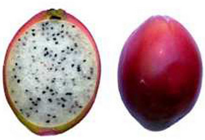 إكسترا فريش