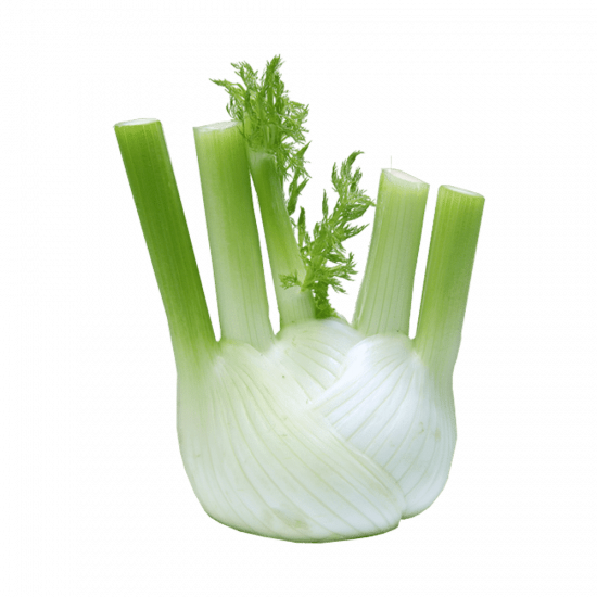 إكسترا فريش